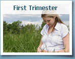 first trimester